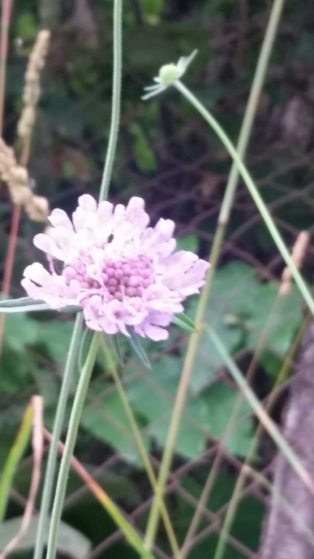 Questa  scabiosa?